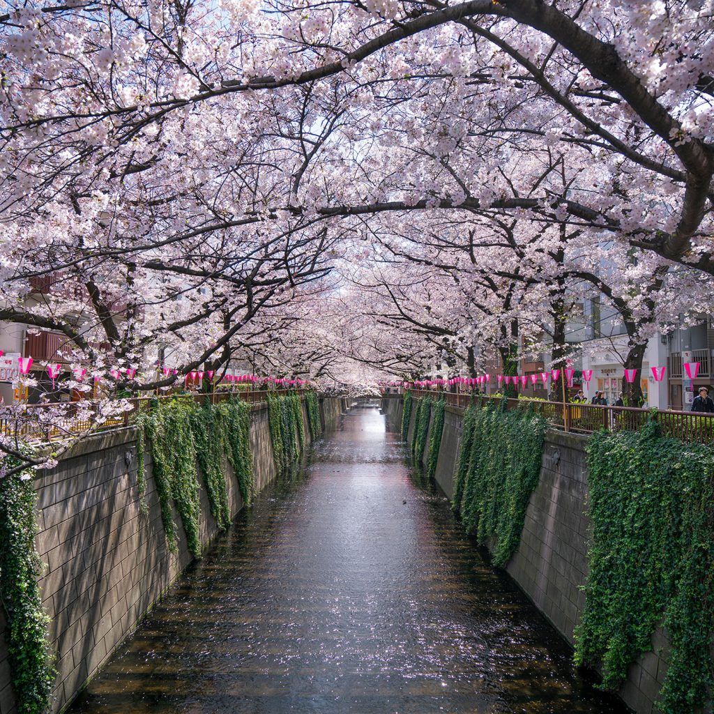 Meguro_River_02